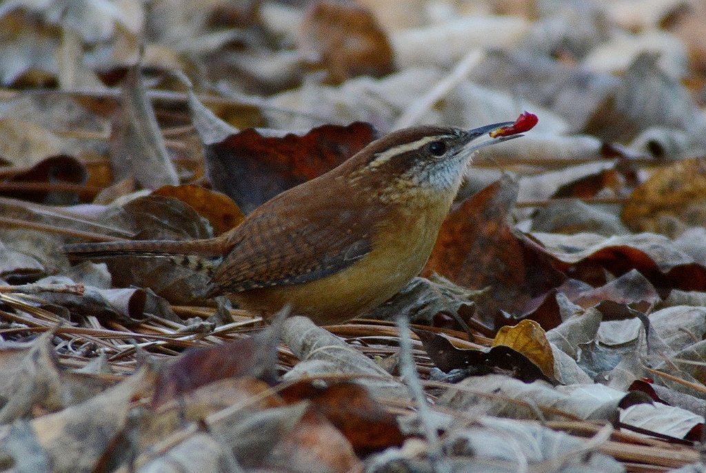 Wren, Carolina, 2011-11256640 Whispering Pines, NC.JPG - Carolina Wren. Whispering Pines, NC, 11-25-2011